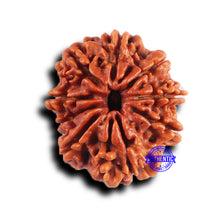 Load image into Gallery viewer, 9 Mukhi Nepalese Rudraksha - Bead No. 418