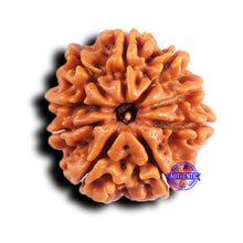 Load image into Gallery viewer, 9 Mukhi Nepalese Rudraksha - Bead No. 423