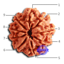 Load image into Gallery viewer, 9 Mukhi Nepalese Rudraksha - Bead No. 388