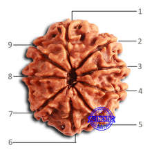 Load image into Gallery viewer, 9 Mukhi Nepalese Rudraksha - Bead No. 389