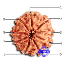 Load image into Gallery viewer, 9 Mukhi Nepalese Rudraksha - Bead No. 396