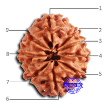Load image into Gallery viewer, 9 Mukhi Nepalese Rudraksha - Bead No. 400