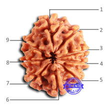 Load image into Gallery viewer, 9 Mukhi Nepalese Rudraksha - Bead No. 401