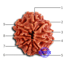 Load image into Gallery viewer, 9 Mukhi Nepalese Rudraksha - Bead No. 402