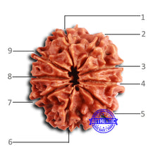Load image into Gallery viewer, 9 Mukhi Nepalese Rudraksha - Bead No. 403