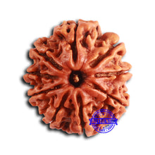 Load image into Gallery viewer, 9 Mukhi Nepalese Rudraksha - Bead No. 389