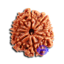 Load image into Gallery viewer, 9 Mukhi Nepalese Rudraksha - Bead No. 390
