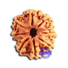 Load image into Gallery viewer, 9 Mukhi Nepalese Rudraksha - Bead No. 391
