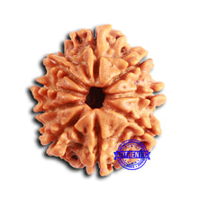 Load image into Gallery viewer, 9 Mukhi Nepalese Rudraksha - Bead No. 393
