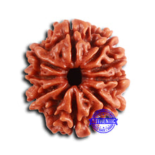 Load image into Gallery viewer, 9 Mukhi Nepalese Rudraksha - Bead No. 394