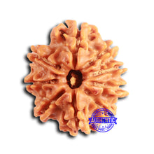 Load image into Gallery viewer, 9 Mukhi Nepalese Rudraksha - Bead No. 397
