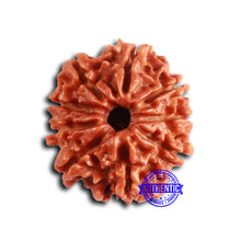 Load image into Gallery viewer, 9 Mukhi Nepalese Rudraksha - Bead No. 403