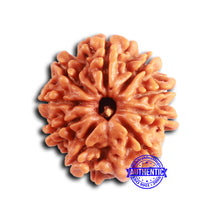 Load image into Gallery viewer, 9 Mukhi Nepalese Rudraksha - Bead No. 404