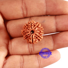Load image into Gallery viewer, 9 Mukhi Nepalese Rudraksha - Bead No. 388