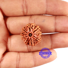 Load image into Gallery viewer, 9 Mukhi Nepalese Rudraksha - Bead No. 389
