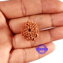 Load image into Gallery viewer, 9 Mukhi Nepalese Rudraksha - Bead No. 390