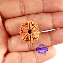 Load image into Gallery viewer, 9 Mukhi Nepalese Rudraksha - Bead No. 391