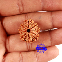 Load image into Gallery viewer, 9 Mukhi Nepalese Rudraksha - Bead No. 393
