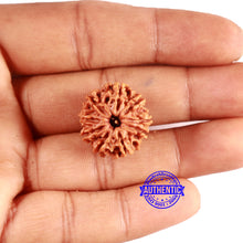 Load image into Gallery viewer, 9 Mukhi Nepalese Rudraksha - Bead No. 396