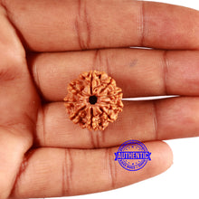 Load image into Gallery viewer, 9 Mukhi Nepalese Rudraksha - Bead No. 399