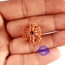 Load image into Gallery viewer, 9 Mukhi Nepalese Rudraksha - Bead No. 401