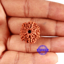 Load image into Gallery viewer, 9 Mukhi Nepalese Rudraksha - Bead No. 403
