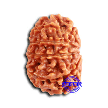 Load image into Gallery viewer, 9 Mukhi Nepalese Rudraksha - Bead No. 390