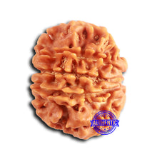 Load image into Gallery viewer, 9 Mukhi Nepalese Rudraksha - Bead No. 392