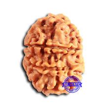 Load image into Gallery viewer, 9 Mukhi Nepalese Rudraksha - Bead No. 393