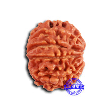 Load image into Gallery viewer, 9 Mukhi Nepalese Rudraksha - Bead No. 395