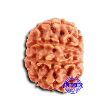 Load image into Gallery viewer, 9 Mukhi Nepalese Rudraksha - Bead No. 396