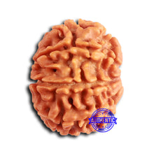 Load image into Gallery viewer, 9 Mukhi Nepalese Rudraksha - Bead No. 399
