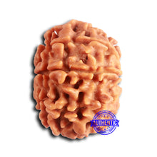 Load image into Gallery viewer, 9 Mukhi Nepalese Rudraksha - Bead No. 400