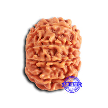 Load image into Gallery viewer, 9 Mukhi Nepalese Rudraksha - Bead No. 404