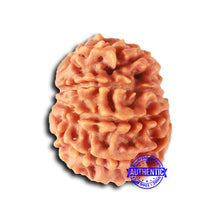 Load image into Gallery viewer, 9 Mukhi Nepalese Rudraksha - Bead No. 405