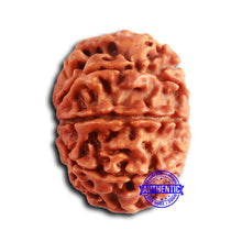 Load image into Gallery viewer, 9 Mukhi Nepalese Rudraksha - Bead No. 389