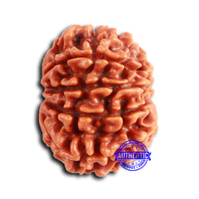 Load image into Gallery viewer, 9 Mukhi Nepalese Rudraksha - Bead No. 394
