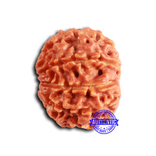 Load image into Gallery viewer, 9 Mukhi Nepalese Rudraksha - Bead No. 395