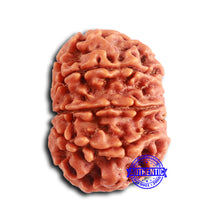 Load image into Gallery viewer, 9 Mukhi Nepalese Rudraksha - Bead No. 398