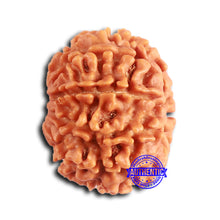 Load image into Gallery viewer, 9 Mukhi Nepalese Rudraksha - Bead No. 399