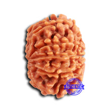 Load image into Gallery viewer, 9 Mukhi Nepalese Rudraksha - Bead No. 401