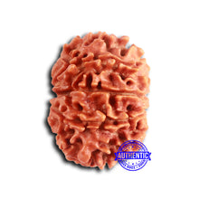 Load image into Gallery viewer, 9 Mukhi Nepalese Rudraksha - Bead No. 403