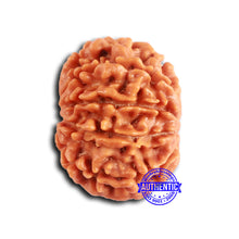 Load image into Gallery viewer, 9 Mukhi Nepalese Rudraksha - Bead No. 404