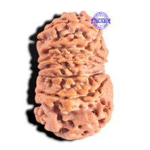 Load image into Gallery viewer, 12 Mukhi Nepalese Rudraksha - Bead No 396