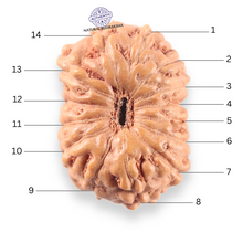 Load image into Gallery viewer, 14 mukhi Indonesian Rudraksha - Bead No.402