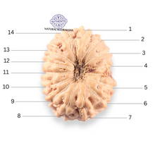 Load image into Gallery viewer, 14 mukhi Indonesian Rudraksha - Bead No.401
