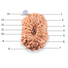 Load image into Gallery viewer, 14 mukhi Indonesian Rudraksha - Bead No. 400
