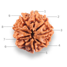 Load image into Gallery viewer, 9 Mukhi Nepalese Rudraksha - Bead No. 440