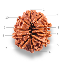 Load image into Gallery viewer, 10 Mukhi Nepalese Rudraksha - Bead No. 446