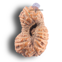 Load image into Gallery viewer, 23 Mukhi Rudraksha from Indonesia - Bead No. N